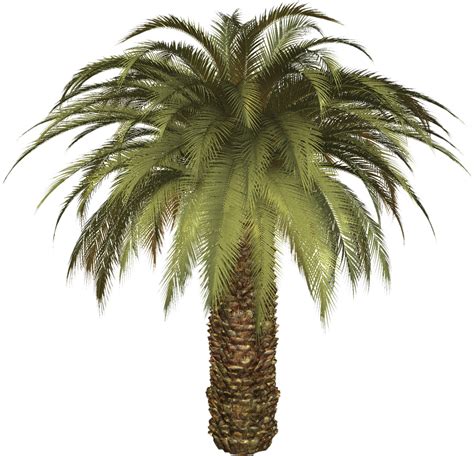 Palm Tree Png Palm Trees Photo Clipart Tropical Tree Png Photo Photo Backgrounds Stock