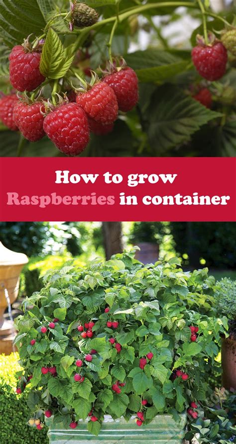 How To Grow Raspberries In Container Growing Raspberries Raspberry Plants Gardening Raspberries