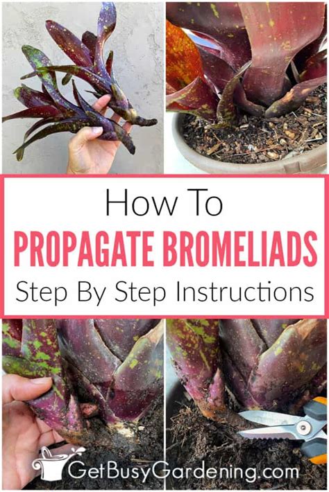 Easy Steps For Propagating Your Bromeliads Dreamcontents