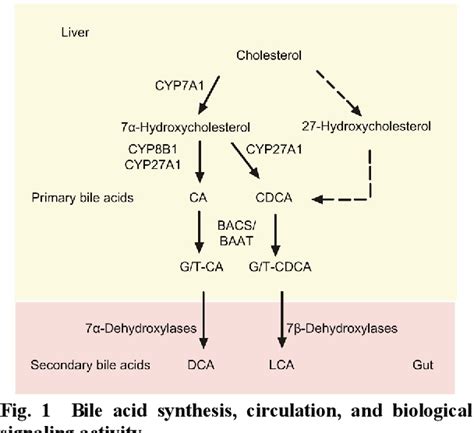 Figure 1 from Regulation of bile acid metabolism-related signaling ...