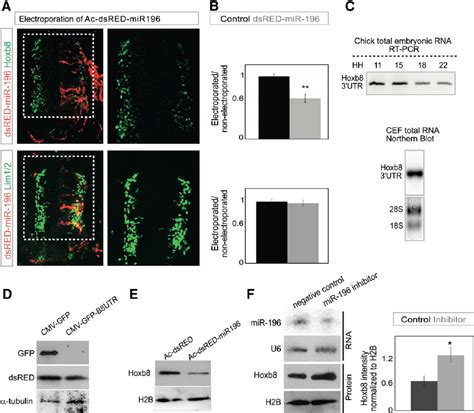 Mir Represses Hoxb By Targeting Its Utr A Unilateral