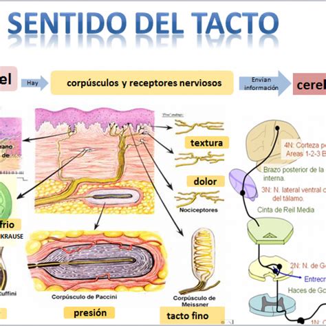 Deliberar prisión diario las partes del sentido del tacto Premisa