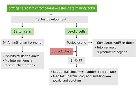 Development Of The Urogenital System Concise Medical Knowledge