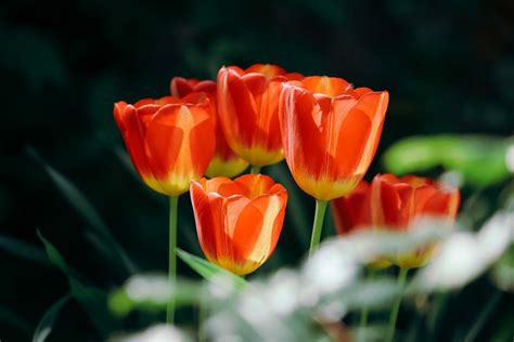 How To Plant Tulip The Beginner S Guide To Growing Tulips