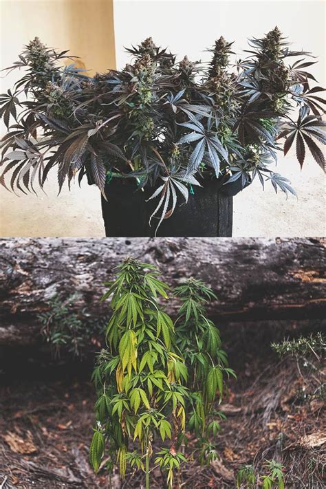 Topping Cannabis Guide How To Top Your Plants