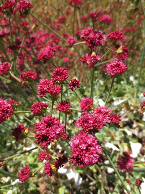 Eriogonum grande var. rubescens, Red-flowered Buckwheat – Larner Seeds