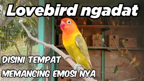 Tempatnya Memancing Emosi Lovebird Yang Lagi Ngadat Aba Awan Youtube