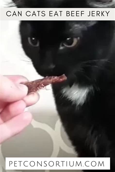 Does Cats Eat Beef Jerky Parfait Blogger Photo Galery