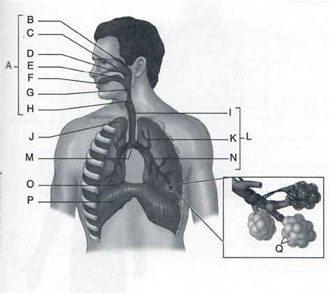 Chapter 6 The Human Body Respiratory System Diagram Quizlet