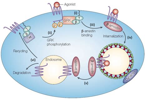 3 Schematic Representation Of The Gpcr Internalization Modified From Download Scientific