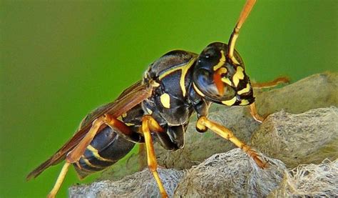 Cicada Killer Wasps Facts Nest And Habitat Information