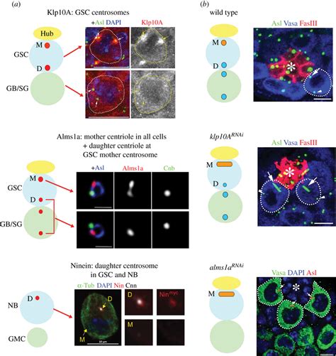 Proteins That Exhibit Stem Cell Specific Centrosomal Localization And