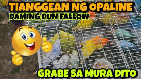 MURANG BILIHAN NG MURANG LOVEBIRDS SA BOCAUE BULACAN PET MARKET PART 5