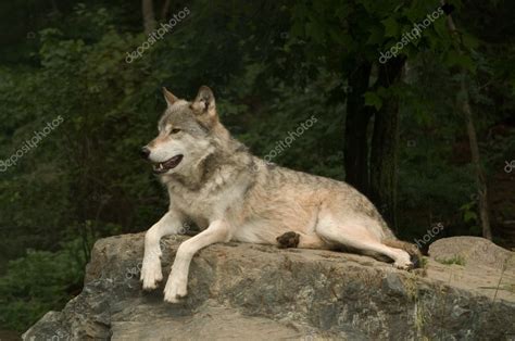 Growling great plains wolf — Stock Photo © clheesen #1878295