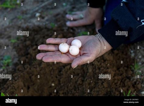 The Common Snapping Turtle Eggs Chelydra Serpentina Stock Photo Alamy