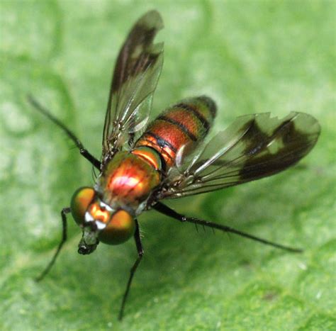 Long Legged Fly Condylostylus Patibulatus Bugguide Net