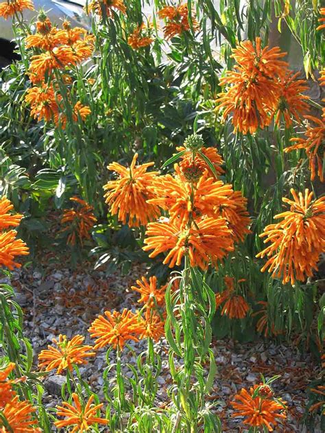 Cola de León Leonotis leonurus Dulce Revolución