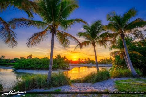 Beaches With Coconut Trees In Florida Deirdre Blunt