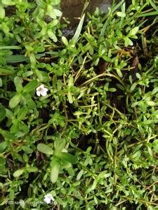 Brahmi Live Plant Bacopa Monnieri Price In India Buy Brahmi Live