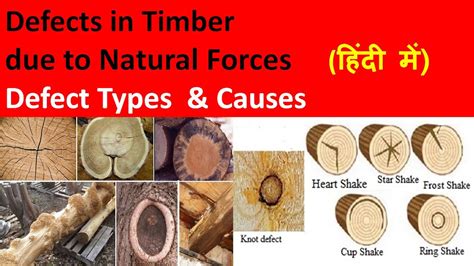 Defect In Timber Due To Natural Forces Defect In Wood Types Of