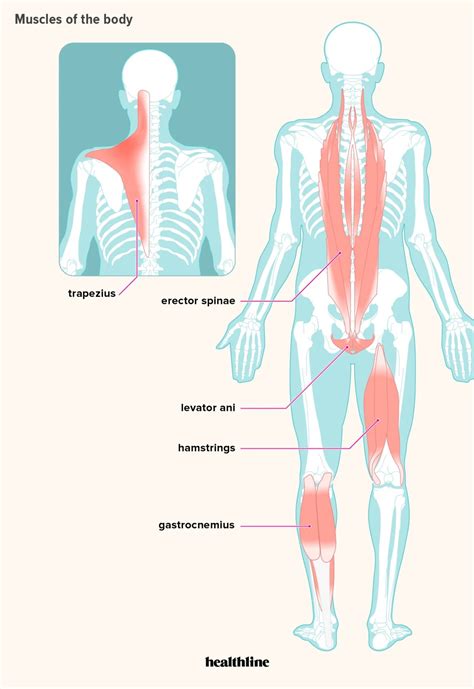 Skeletal Muscles Diagram Labeled