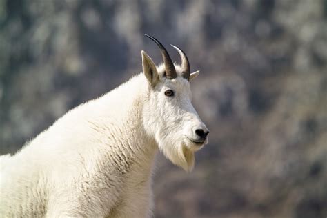 mountain goat  stock photo public domain pictures