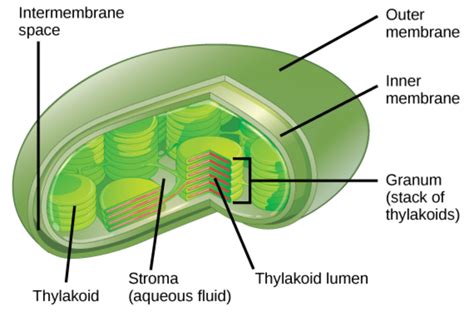 Well Labelled Diagram Of Chloroplast