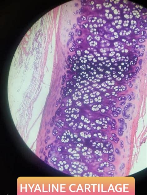 Cartilage Histology Slides