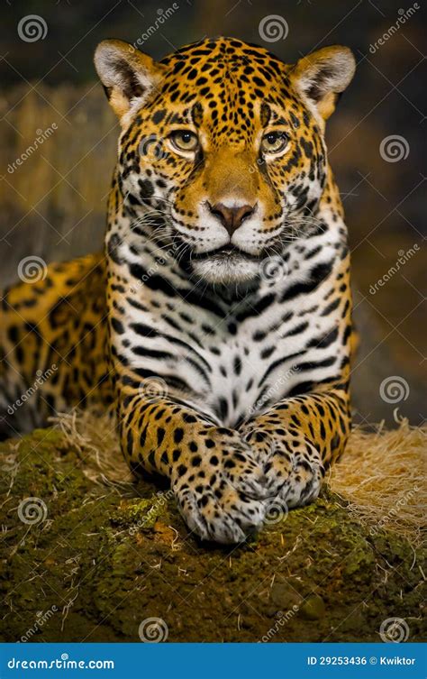 Jaguar Cubs stock photo. Image of orange, predator, close - 29253436