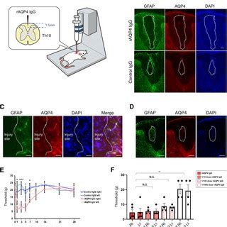 Intraspinal Injection Of RAQP4 IgG Induces Mechanical Allodynia A