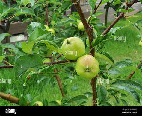 Apfelbaum Oktober Fotos Und Bildmaterial In Hoher Aufl Sung Alamy