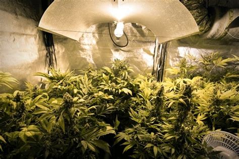 Cultivo Indoor LED Paso A Paso