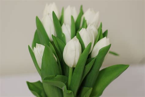 Fondos De Pantalla Blanco Flores Tulipanes Verde Flor Tulip N