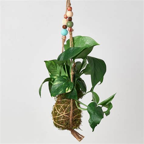 Kokedama Care Guide — House Plant Shop