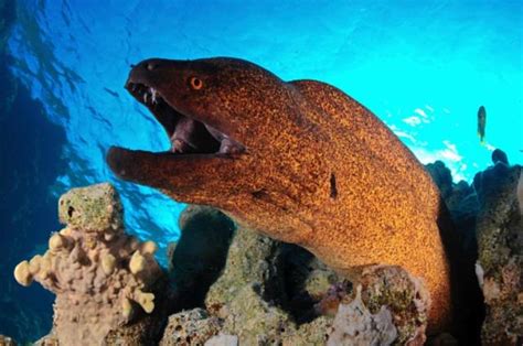 Fakta Menarik Belut Moray Biota Laut Bertubuh Panjang