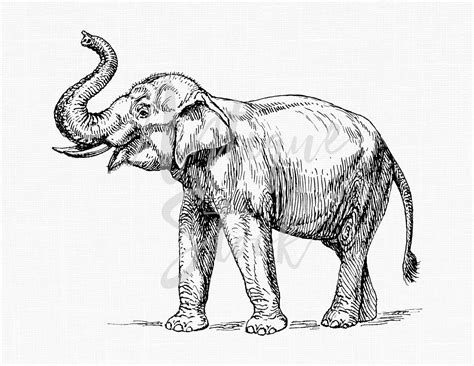 Line Art Drawing Elephant Png And Jpeg Images Etsy Israel