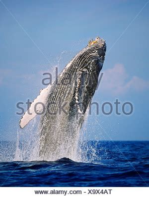 A Magnificent Humpback Whale Megaptera Novaeangliae Swims In The