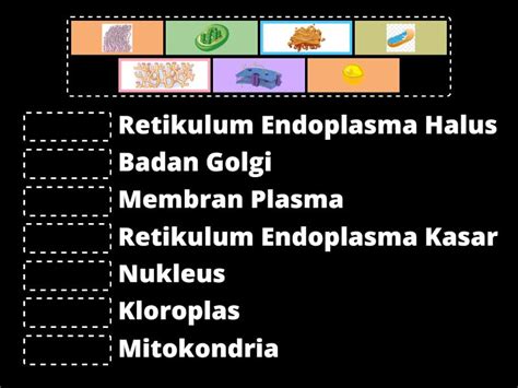 Mencocokkan Gambar Dan Nama Organel Sel Une Las Parejas