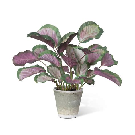 Calathea Plant, Potted, Pink Green