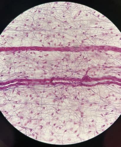 Cells And Tissues Flashcards Quizlet