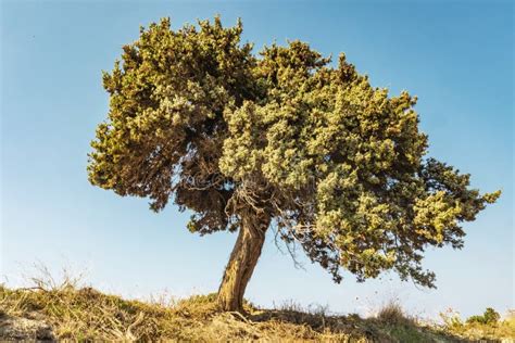 Lonely Greek Tree On A Cliff Stock Photo Image Of Peak Mediterranean