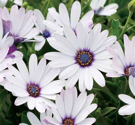 African Daisy Mixed Color Seeds African Daisy Seeds Etsy