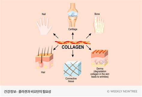 비오틴과 콜라겐은 피부 모발 손발톱 등 미용 건강을 위한 최상의 궁합입니다 뉴트리