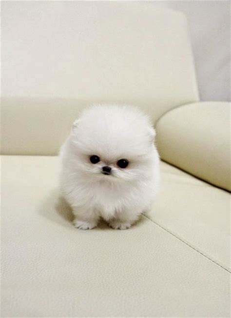 Cute puppy and dog: Top 5 Longest Living Dog Breeds