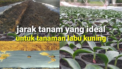 JARAK TANAM PALING IDEAL UNTUK TANAMAN LABU KUNING YouTube