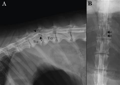 Lateral And Ventrodorsal Views Of The Dogs Spine Following Injection