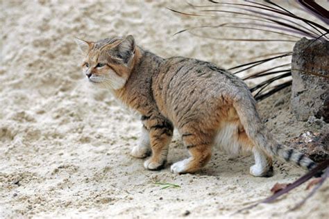 Sand Cat - BigCatsWildCats