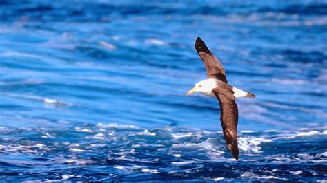 Albatross Symbolism: Bird's Cultural and Literary Significance