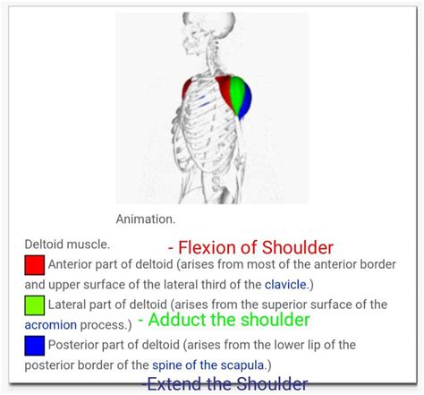 Parts Of Deltoid Muscle And Their Action Correction Abducts The Shoulder Deltoids Muscle