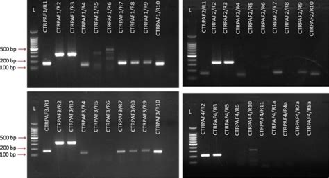 Primer Optimization And Screening Several Sets Of Primer Combinations